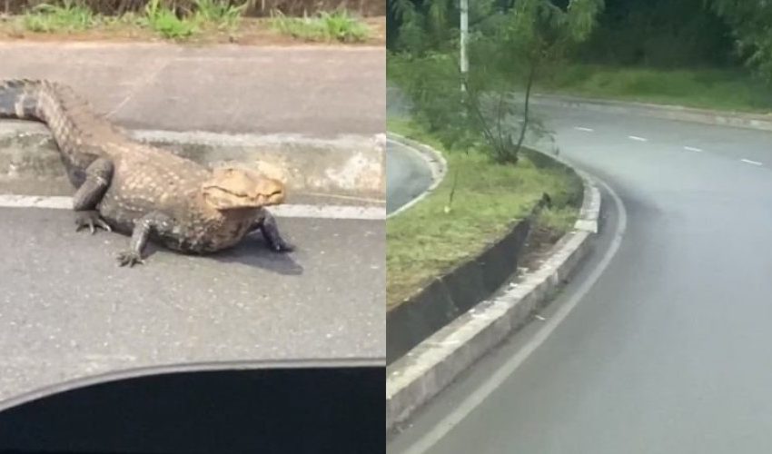 Inusitado! Jacaré é flagrado em avenida que liga a BR-324 ao bairro de Cajazeiras, em Salvador