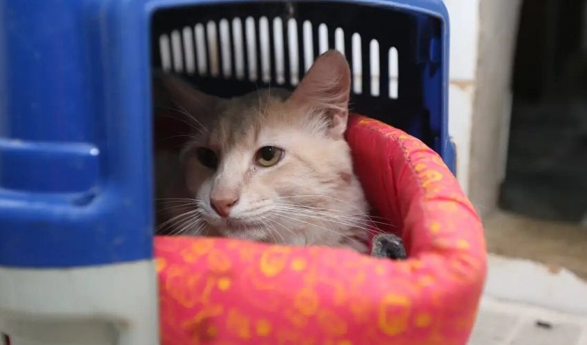  Animais também estão sujeitos a estresse devido às altas temperaturas