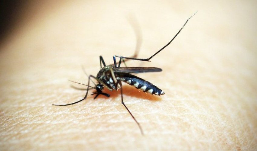  Sesab confirma mais três mortes por dengue no estado baiano; com essas, número sobe para 12