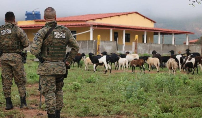  Plantação de maconha é descoberta em sítio usado de fachada no interior da BA