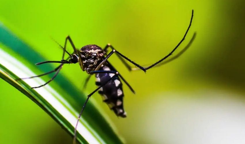  Dengue: Américas podem registrar pior surto da história, alerta Opas